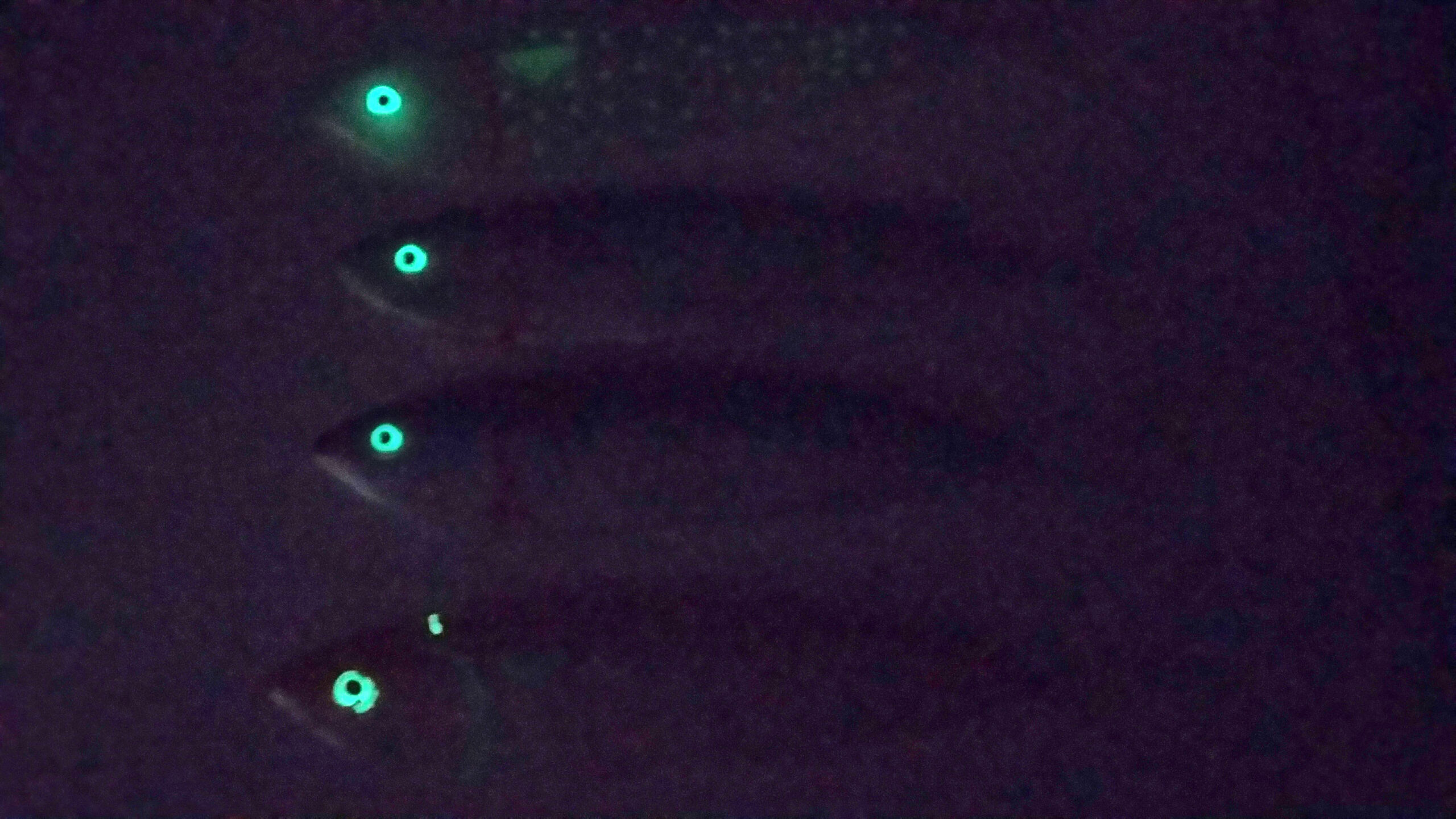 sgombri_prova_luminosita_.jpg sgombri_prova_luminosita_.jpg